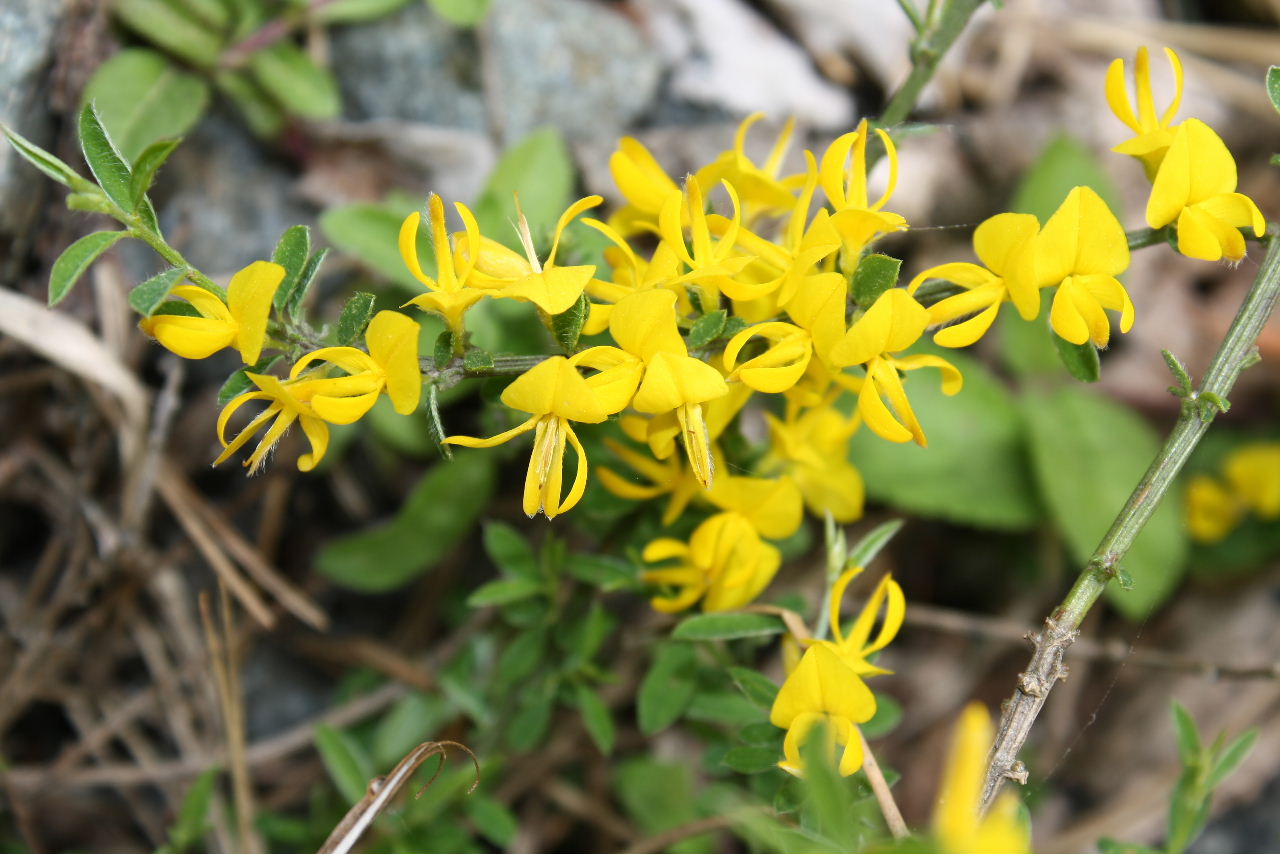 Genista pilosa